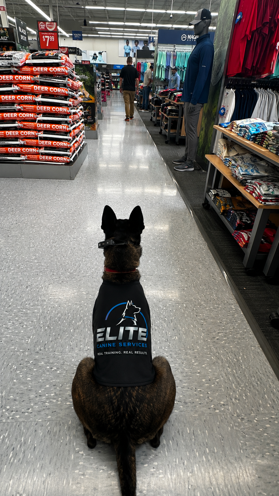 Belgian Malinois wearing a Sit Means Sit training vest holding a long-distance Down in a retail store aisle